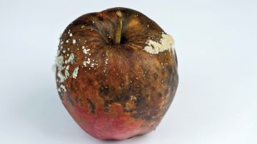 maladies de conservation des fruits à pépins
